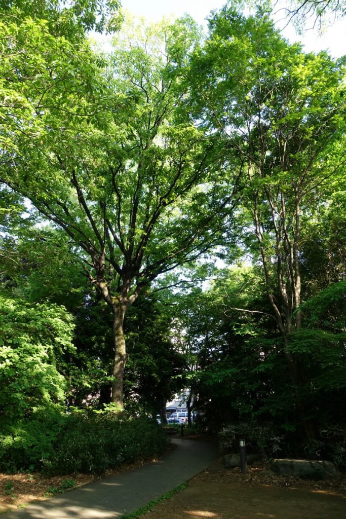 東京豊島区目白の森　新緑の通路