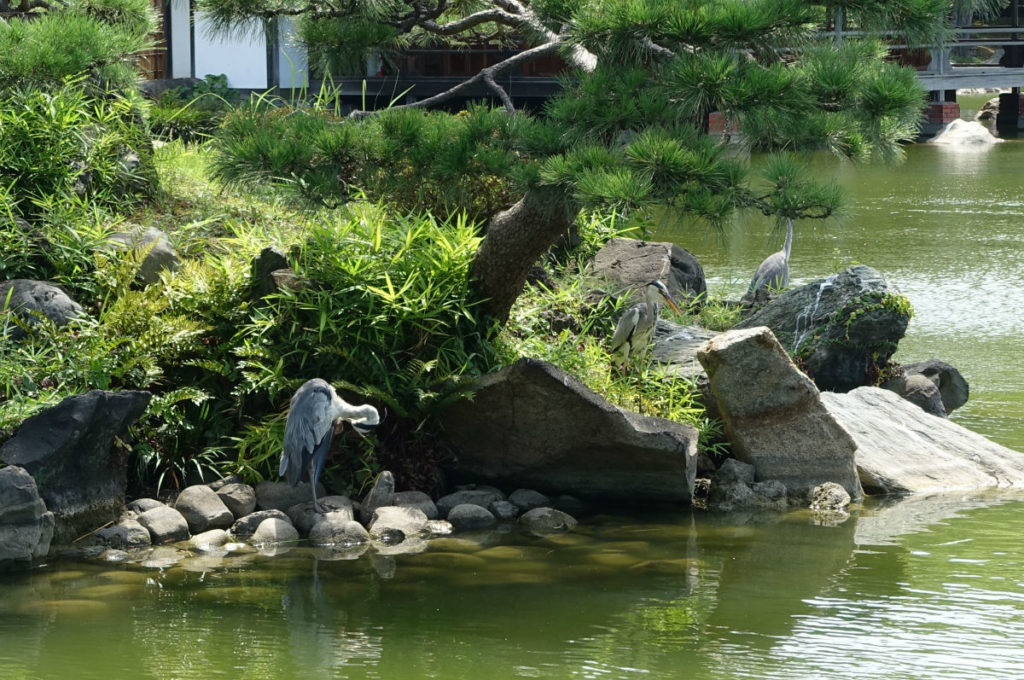 清澄庭園29 鶴島の鳥
