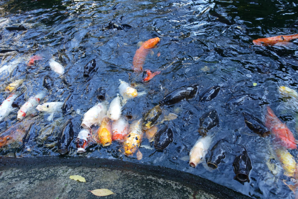 愛宕神社 境内の池の鯉