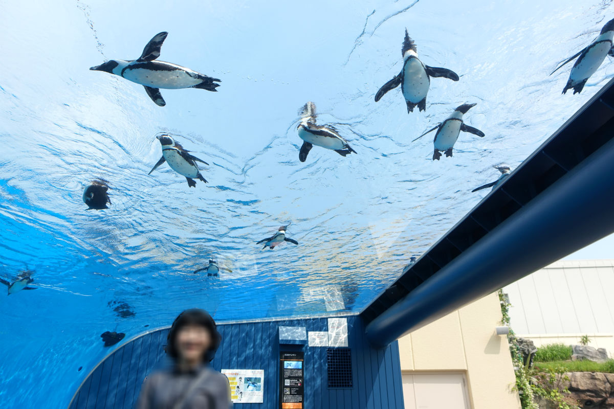 Sunshine aquarium 空飛ぶペンギン3