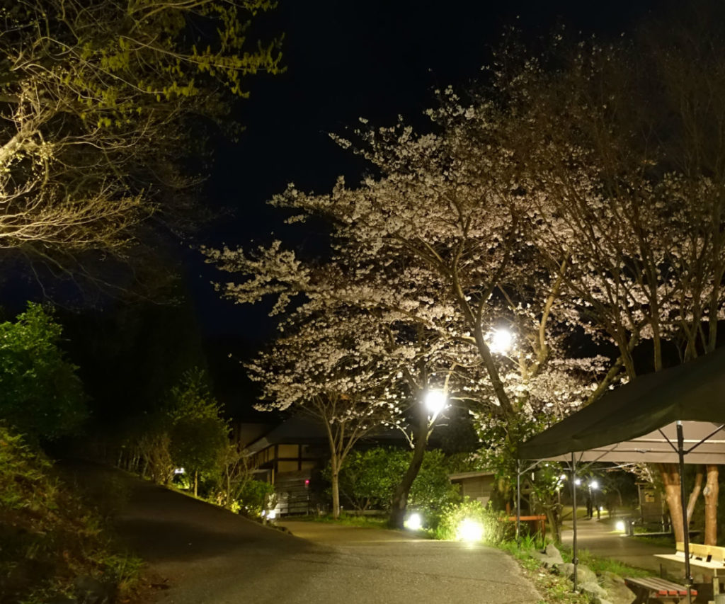 きらの里　敷地内 夜景 夜桜