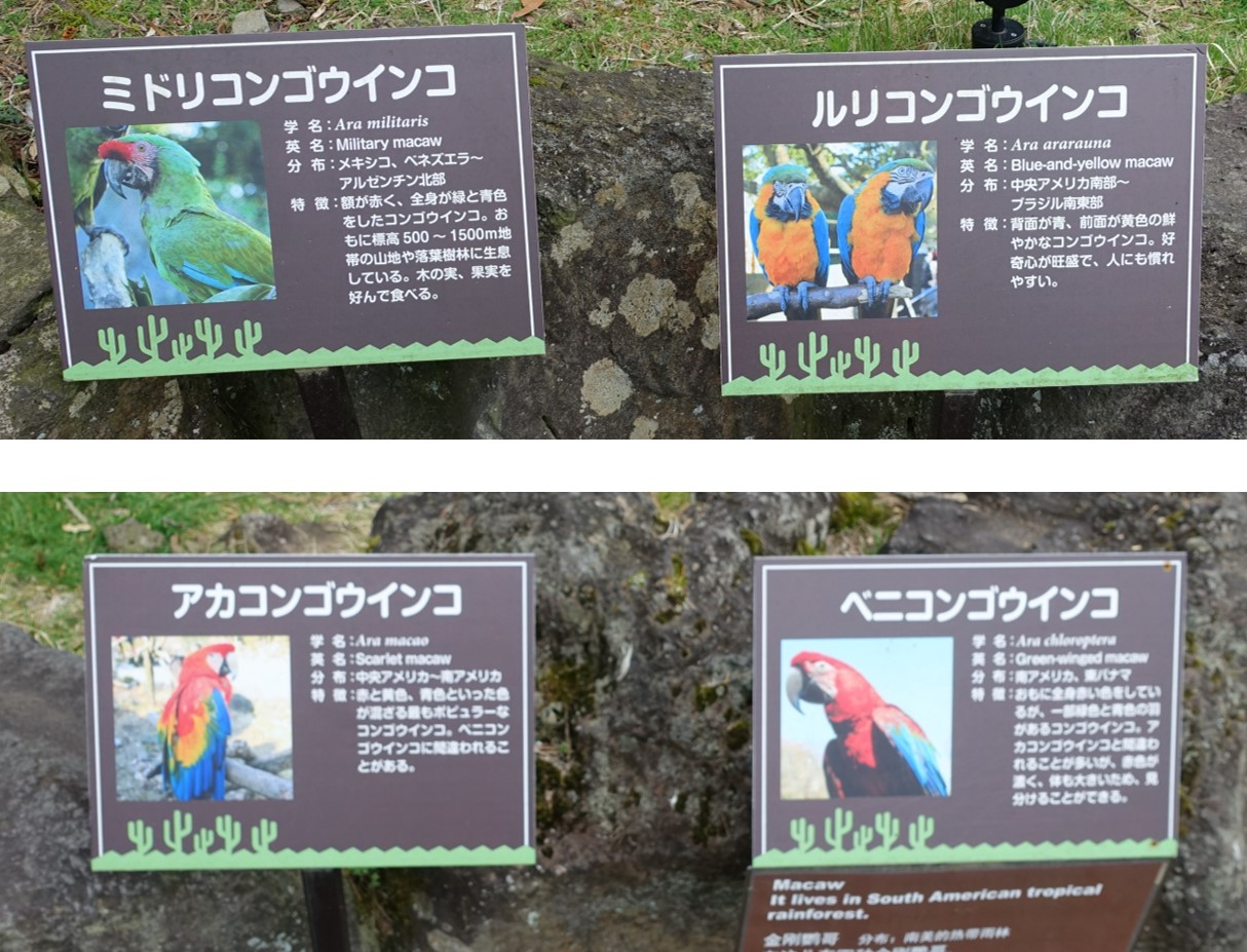 伊豆 シャボテン動物公園に行って来ました。；カピバラを触れます。動物が近い！ 40歳過ぎからの東京暮らし