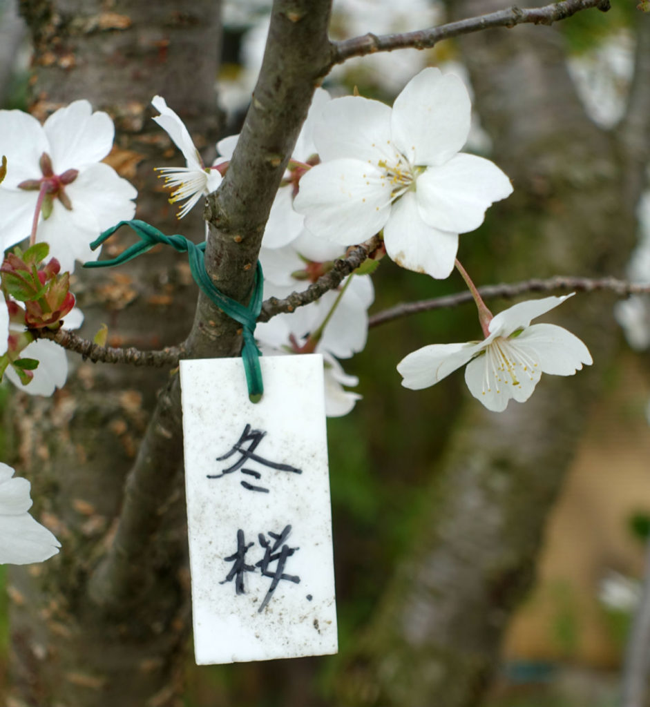 小樽　宏楽園　庭の冬桜