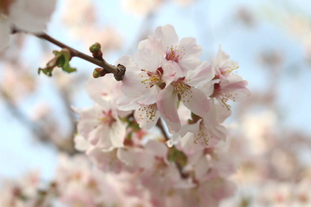 小樽　宏楽園　桜並木の桜の拡大